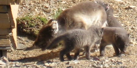 mama with puppies